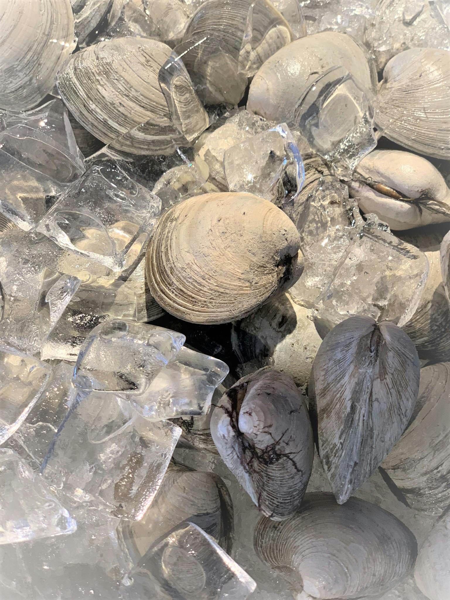 a close up of a shell
